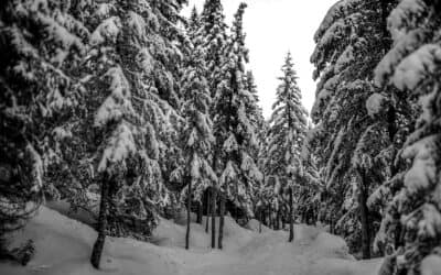 Session d’écoute – « En attendant l’hiver »