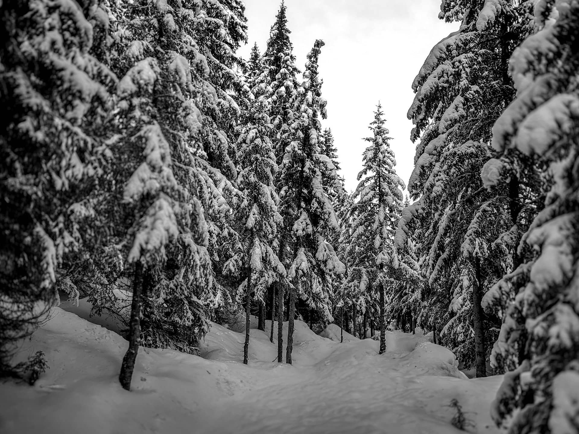 Image de foret enneigée en hivers